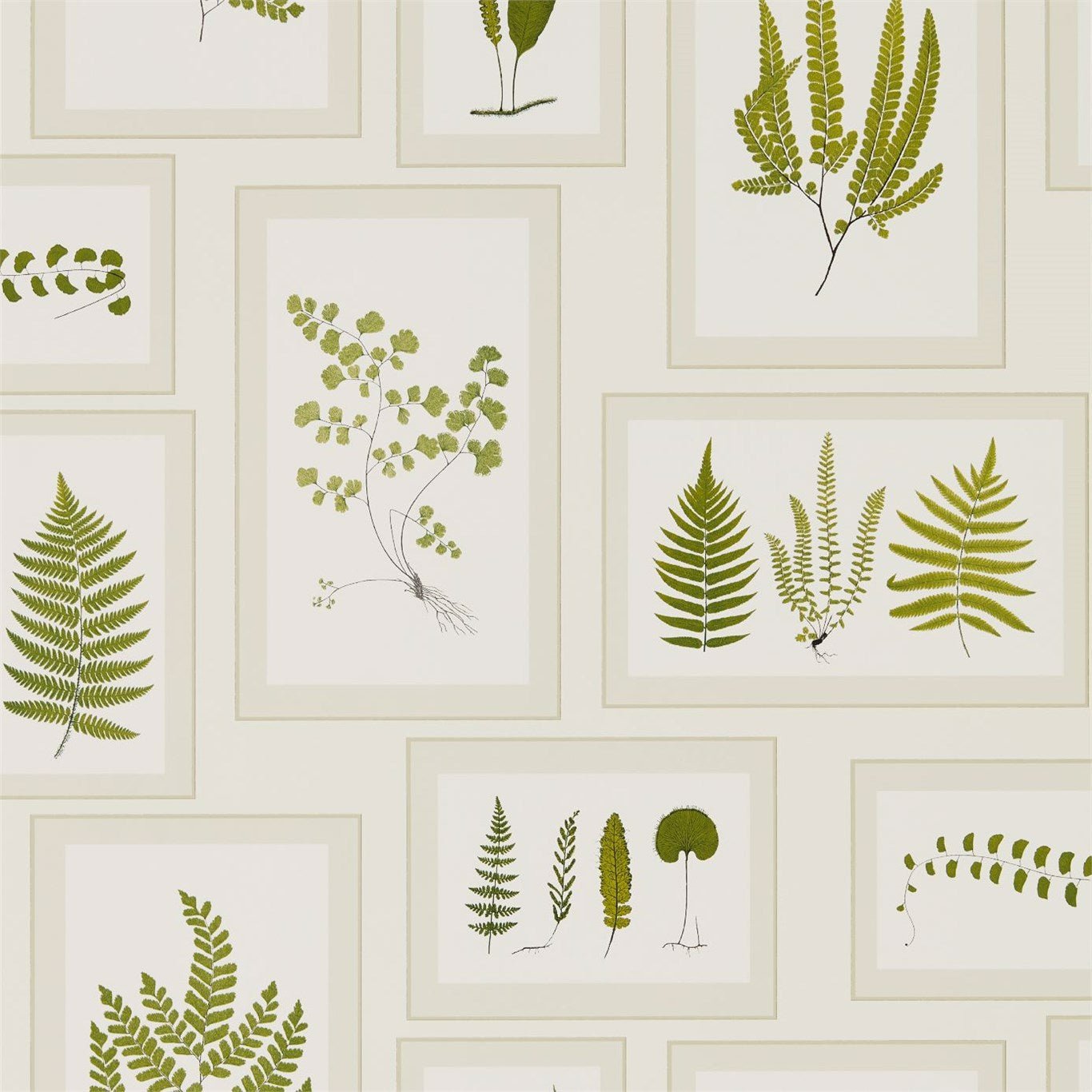 Fern Gallery Wallpaper - Ivory/Green - DWOW215712