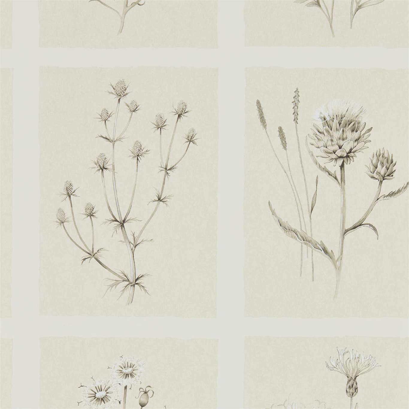 Little Thistles Wallpaper - Ecru - DEBB216511