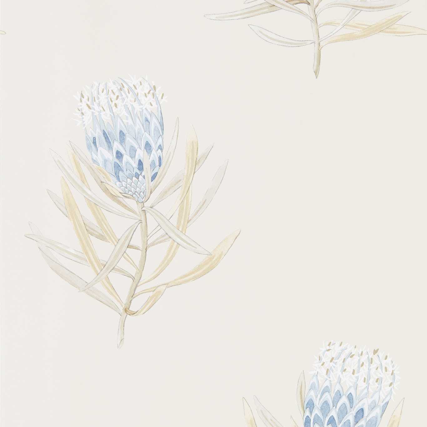 Protea Flower Wallpaper - China Blue/Canvas - DART216327