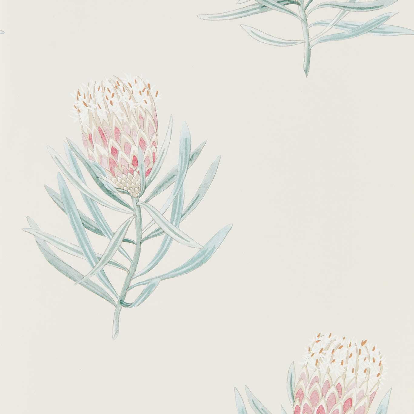 Protea Flower Wallpaper - Porcelain/Blush - DART216330
