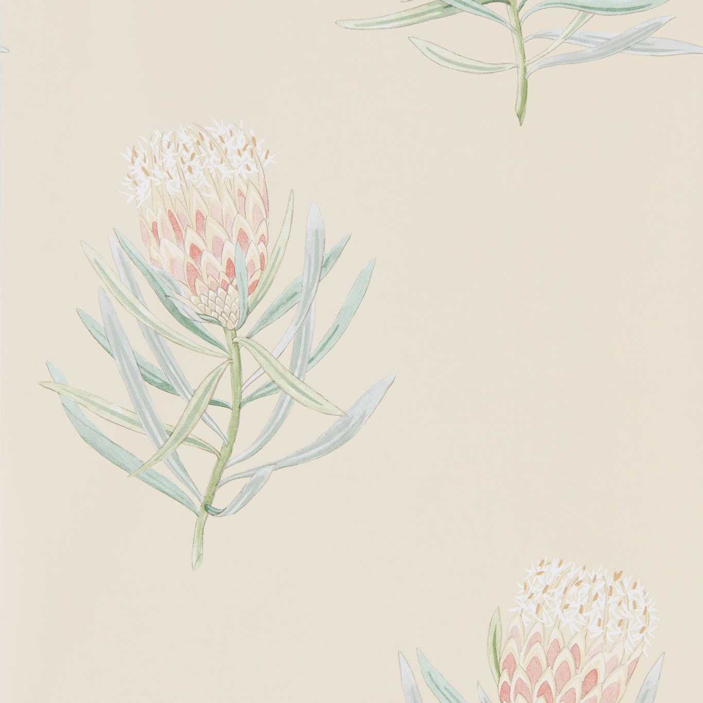 Protea Flower Wallpaper - Russet/Green - DART216329
