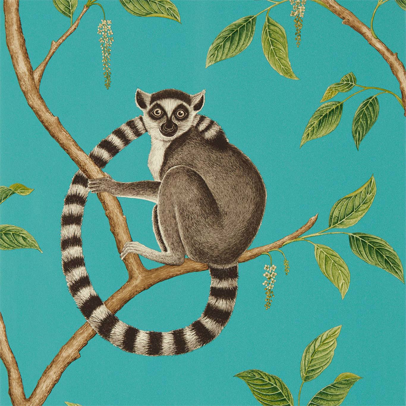 Ringtailed Lemur Wallpaper - Teal - DGLW216663