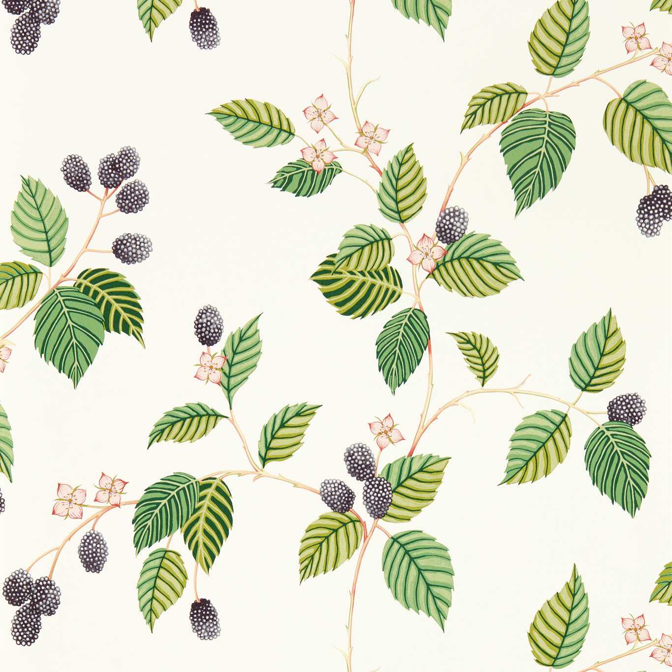Rubus Wallpaper - Blackberry - DABW217227