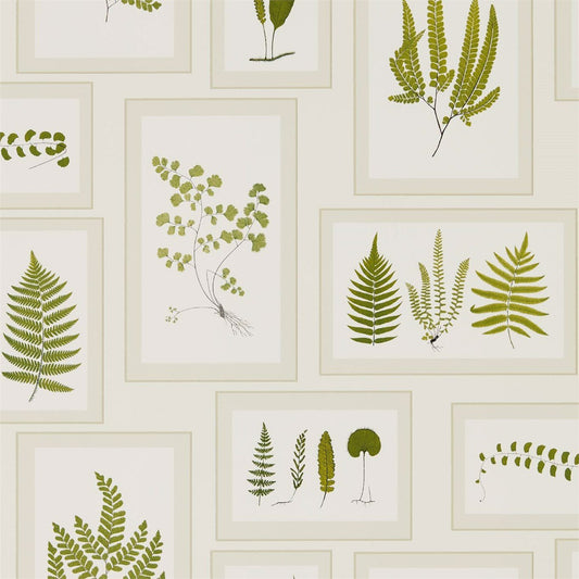 Fern Gallery Wallpaper - Ivory/Green - DWOW215712